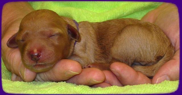 SR pups newborn 20