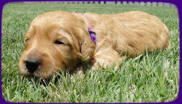 Sr pups 2 wks old 31