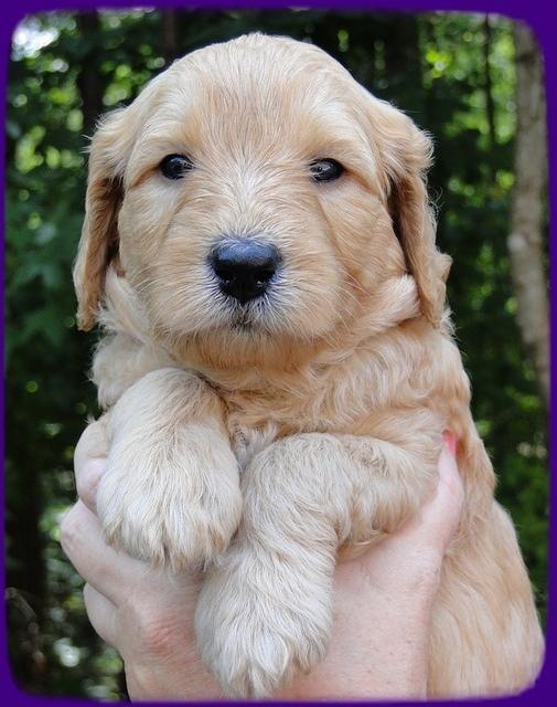 Sr pups 4 wks old face 17