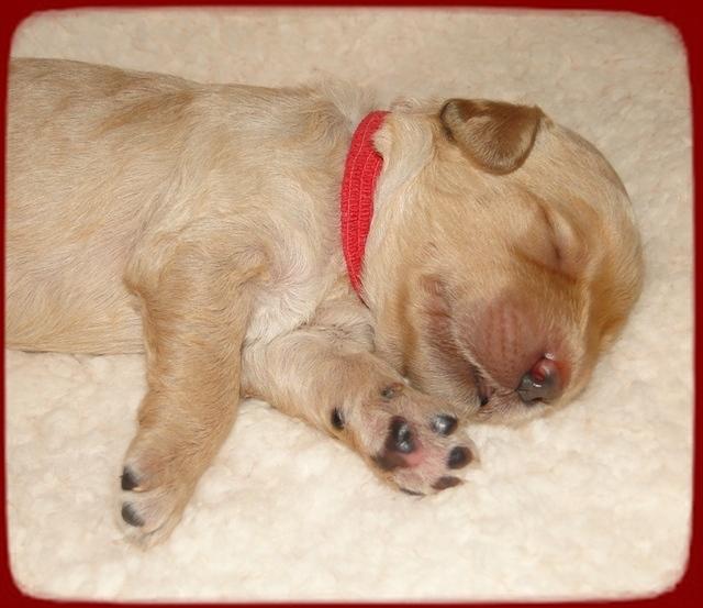 SR pups 1 wk old 17