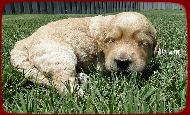 SR pups 2 wks old 30