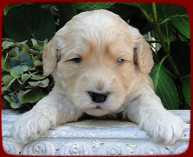 SR pups 3 wks old 13