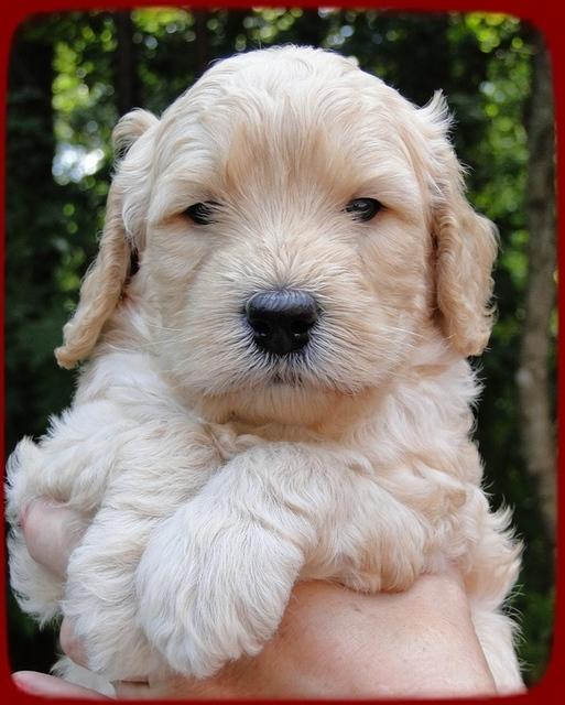 SR pups 4 wks old face 16