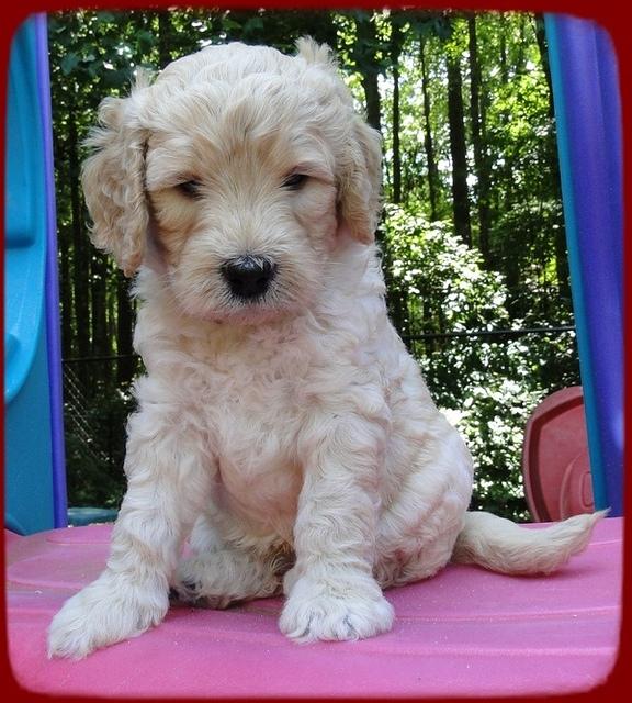 SR pups 5 wks old 16