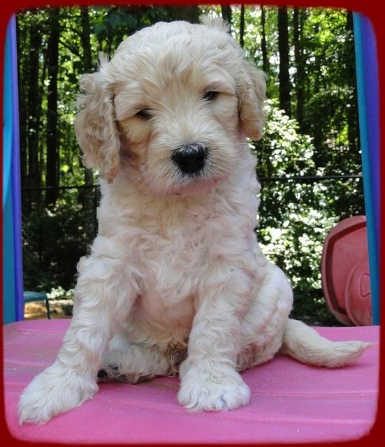 SR pups 5 wks old 17