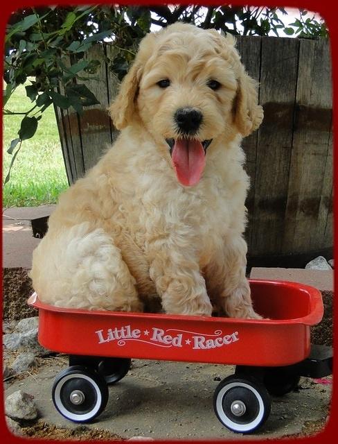 SR pups 6 wks old 8