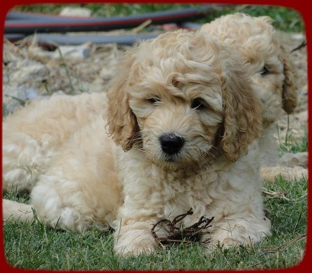 SR pups 8 wks old 61