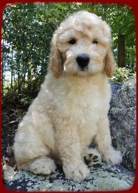 SR pups 9 wks old 12