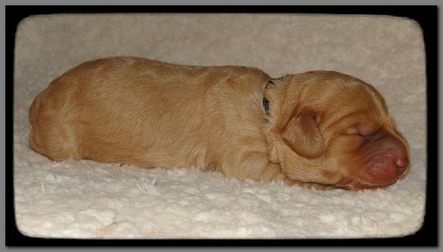 SR pups 1 wk old 34