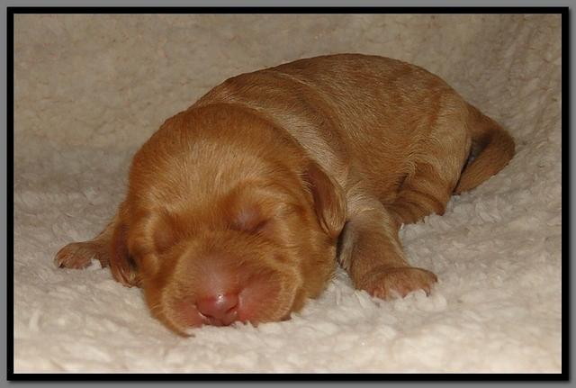 SR pups 1 wk old 35