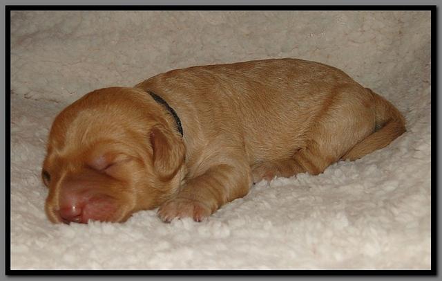SR pups 1 wk old 36