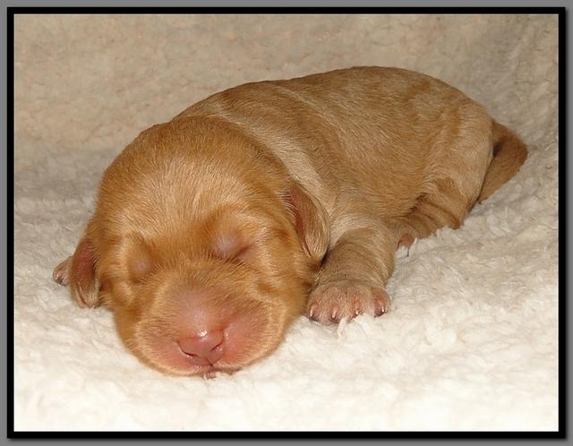 SR pups 1 wk old 37