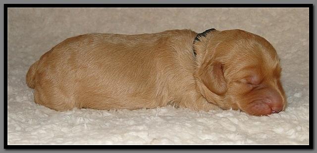 SR pups 1 wk old 38