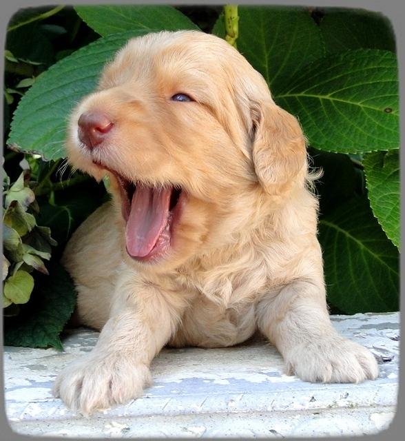 SR pups 3 wks old 30