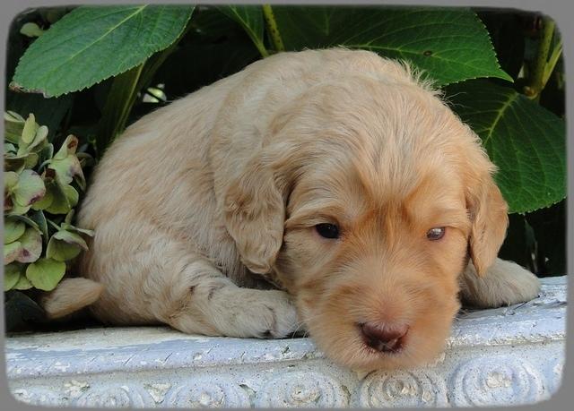 SR pups 3 wks old 32