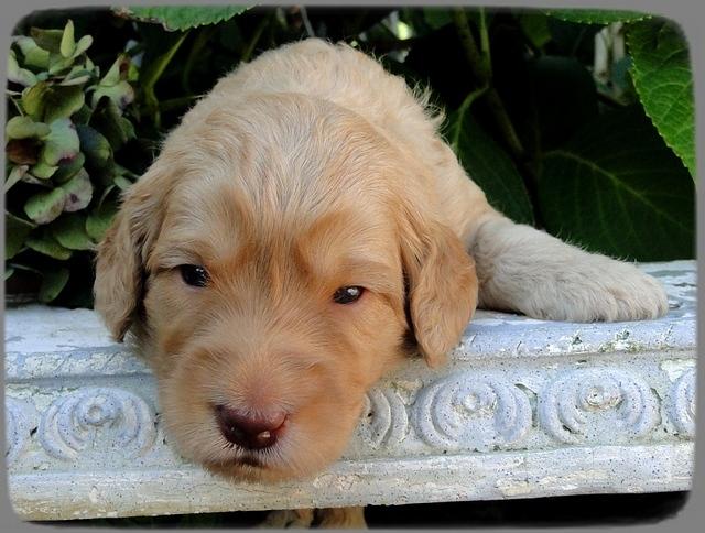 SR pups 3 wks old 33