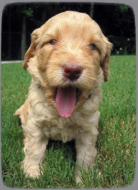 SR pups 4 wks old 23