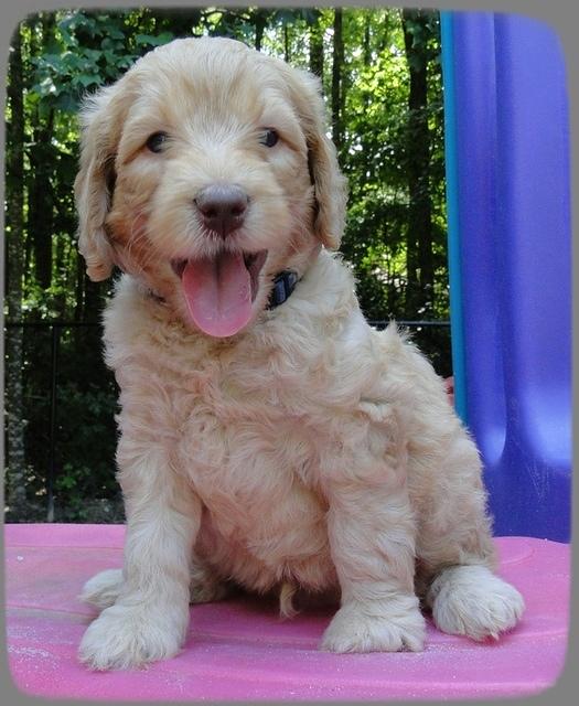 SR pups 5 wks old 25