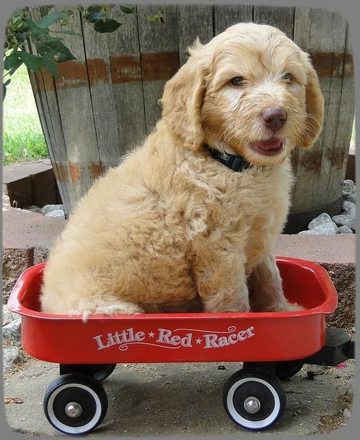 SR pups 6 wks old 37