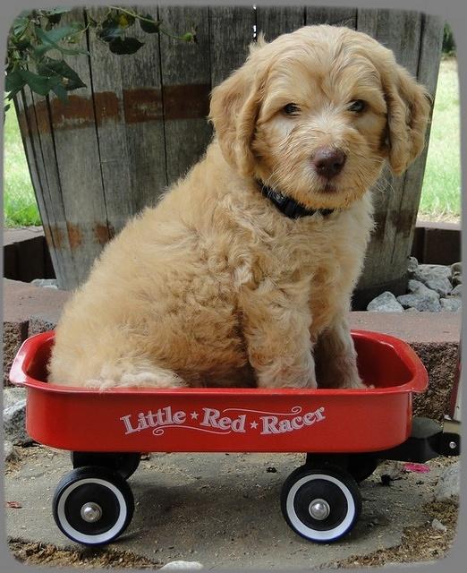 SR pups 6 wks old 39