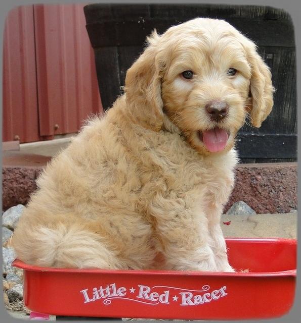 SR pups 6 wks old 41