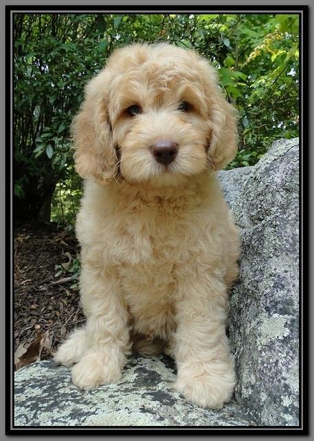 SR pups 8 wks old 3