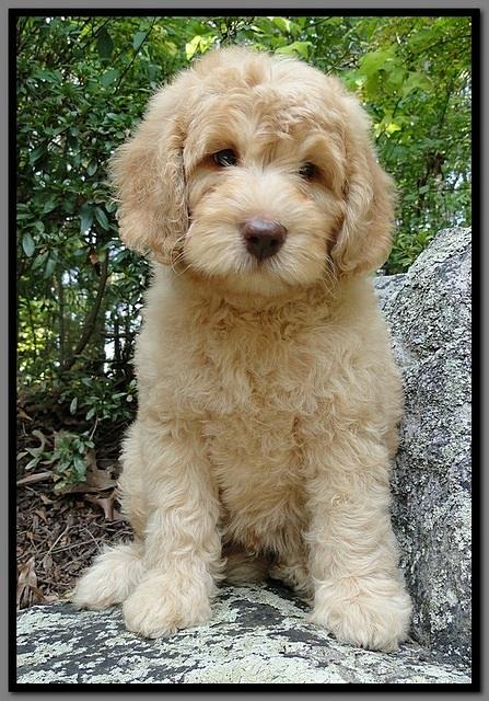 SR pups 8 wks old 5