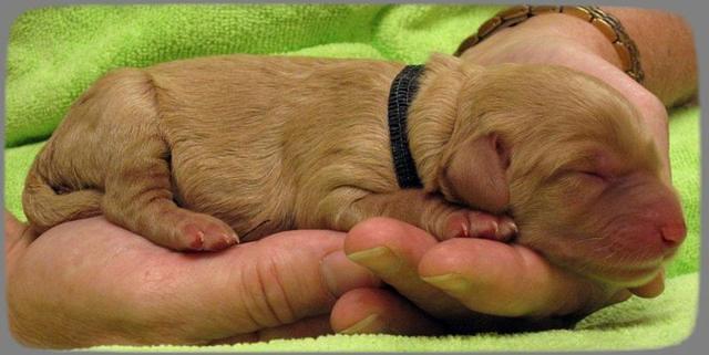 SR pups newborn 1