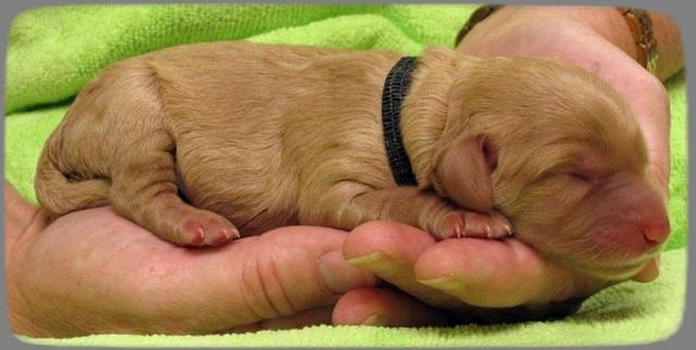 SR pups newborn 10