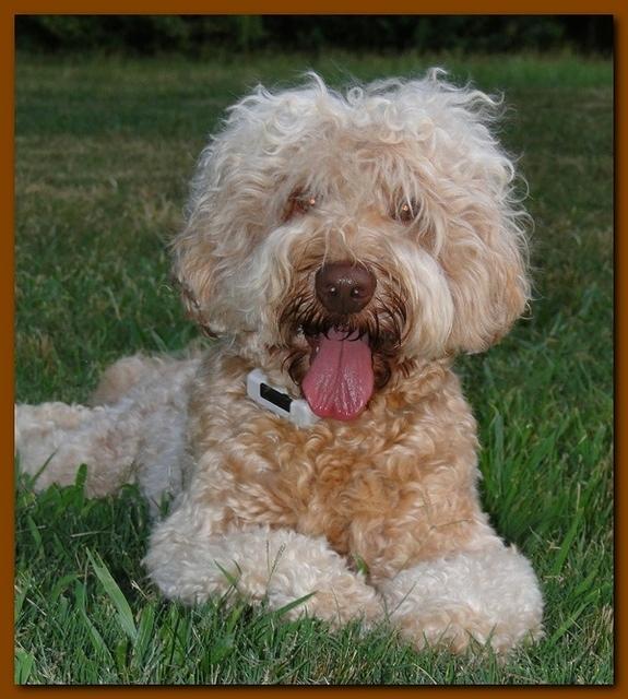 Rascal new doo 2 years old 011
