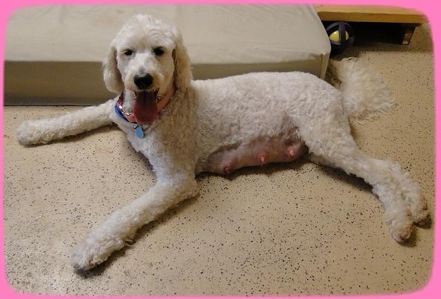 Sadie Mae day 60 preg 2