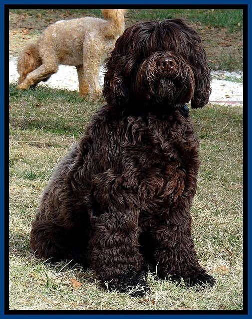 Champion 14 mos old 51