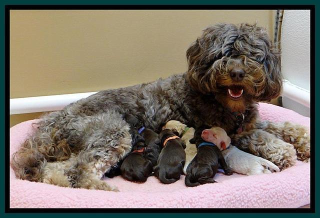 Shelby- Group 1 day (2) (1)