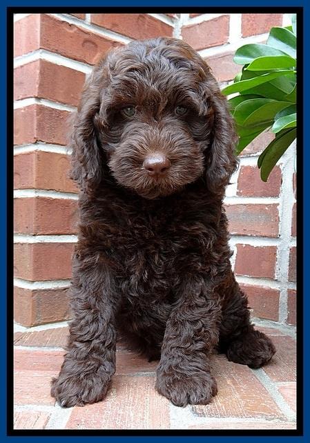 SC  pups 8 wks old 112