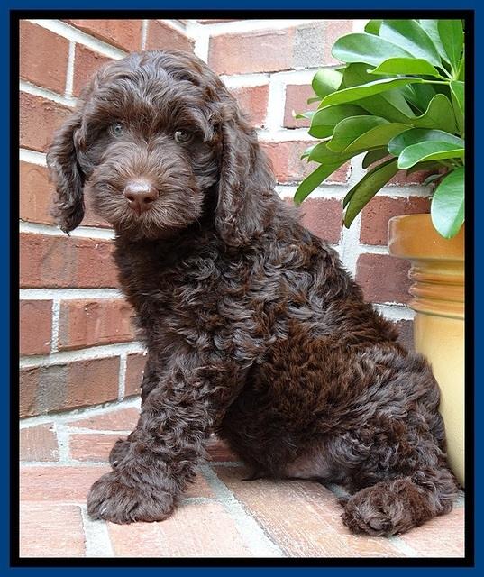 SC  pups 8 wks old 152