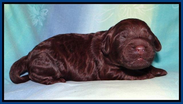 SC pups 1 wk old 41