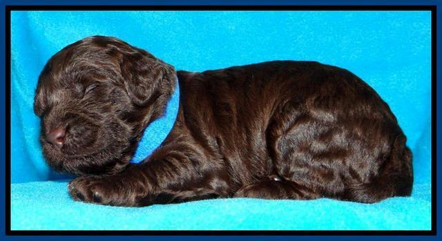 SC pups 2 wks old 391