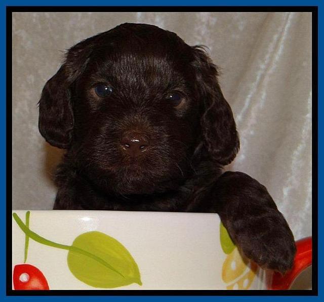 SC pups 4 wks old 21