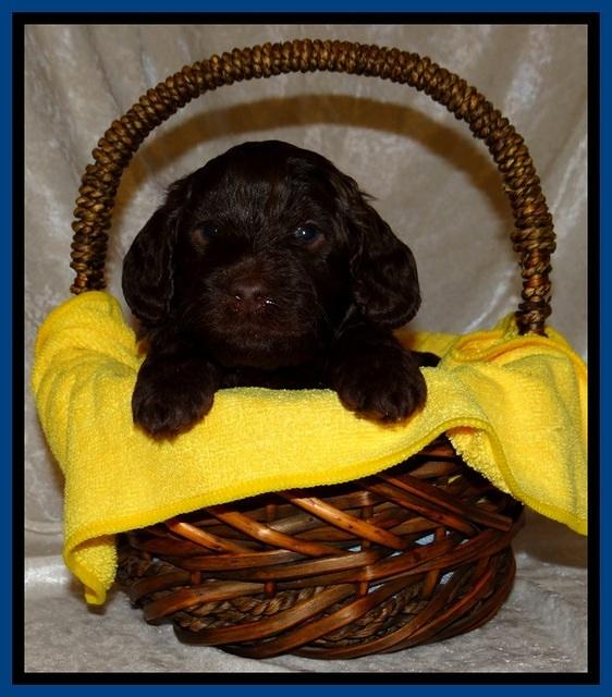 SC pups 4 wks old 31