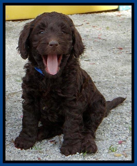 SC pups 6 wks old 391