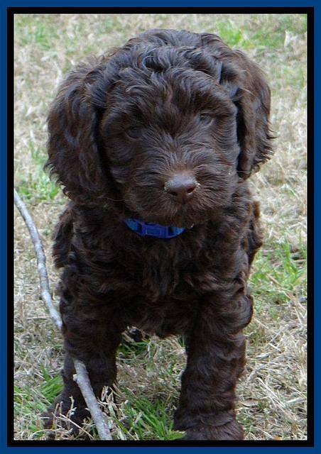 SC pups 6 wks old 421