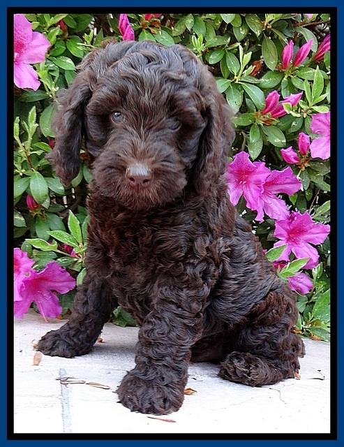 SC pups 7 wks old 70