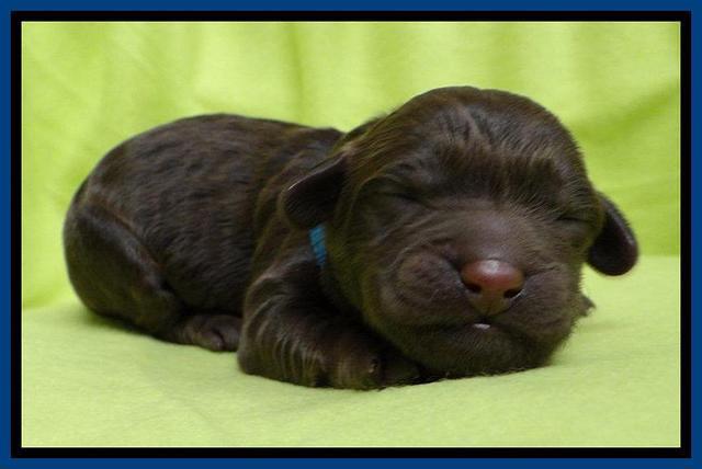  SC pups one day old 11