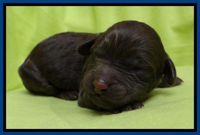  SC pups one day old 21