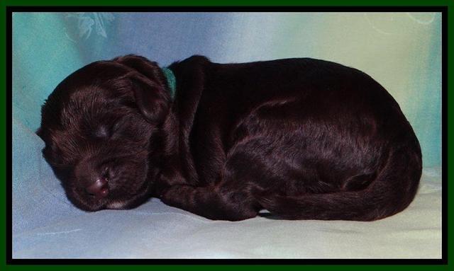 SC pups 1 wk old 131