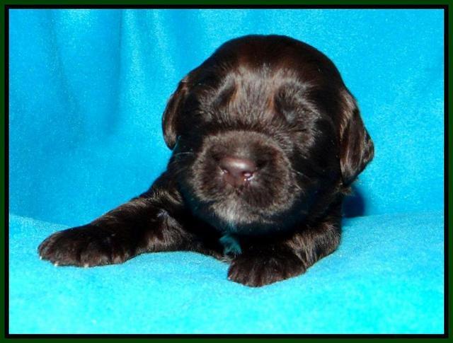 SC pups 2 wks old 31