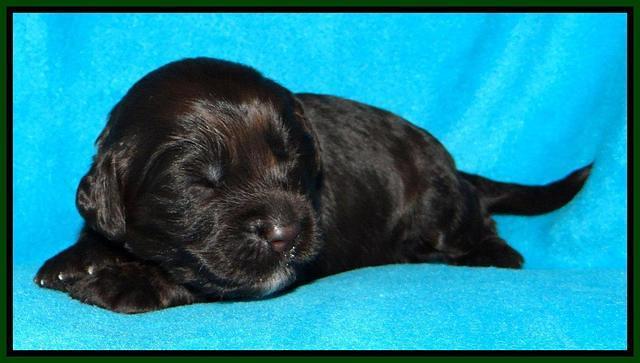 SC pups 2 wks old 51