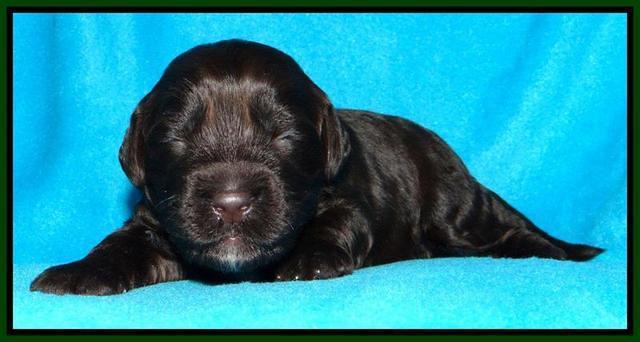 SC pups 2 wks old 61