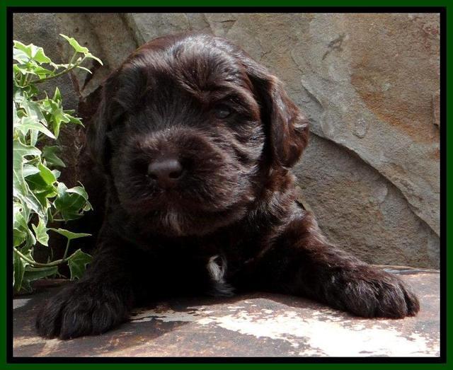 SC pups 3 wks old 51