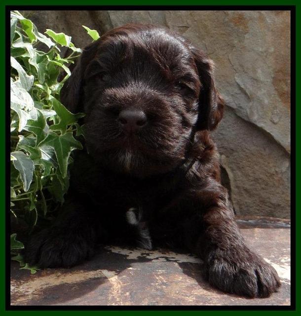 SC pups 3 wks old 61